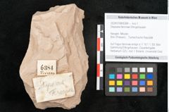 Foto (Objekt + Etikett) von Depazea feroniae Ettingshausen (NHMW-GEO-2024-0188-6384)